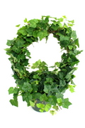 Ivy Hoop